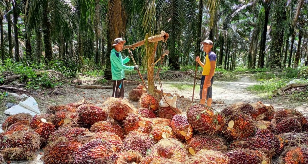 timbangan sawit digital